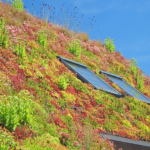 A green roof? Yes! 5 reasons why