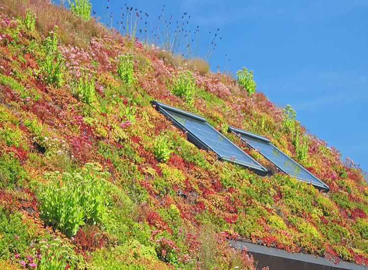 A green roof? Yes! 5 reasons why